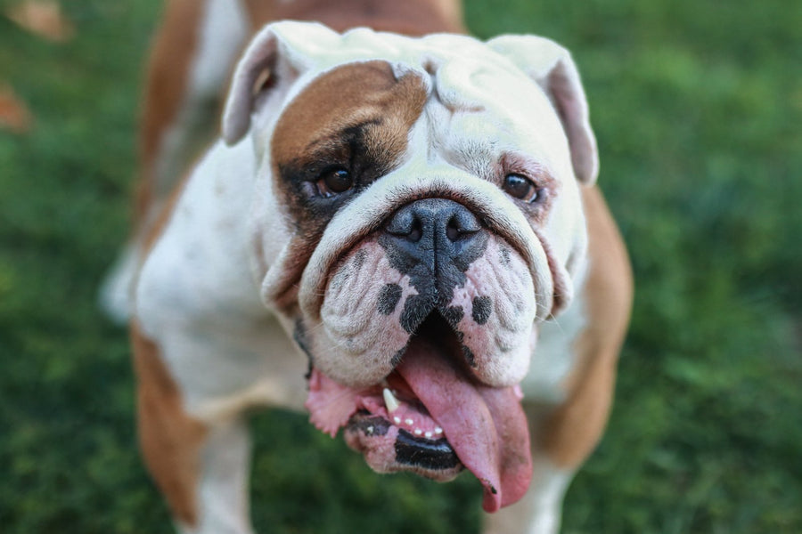 For an English bulldog