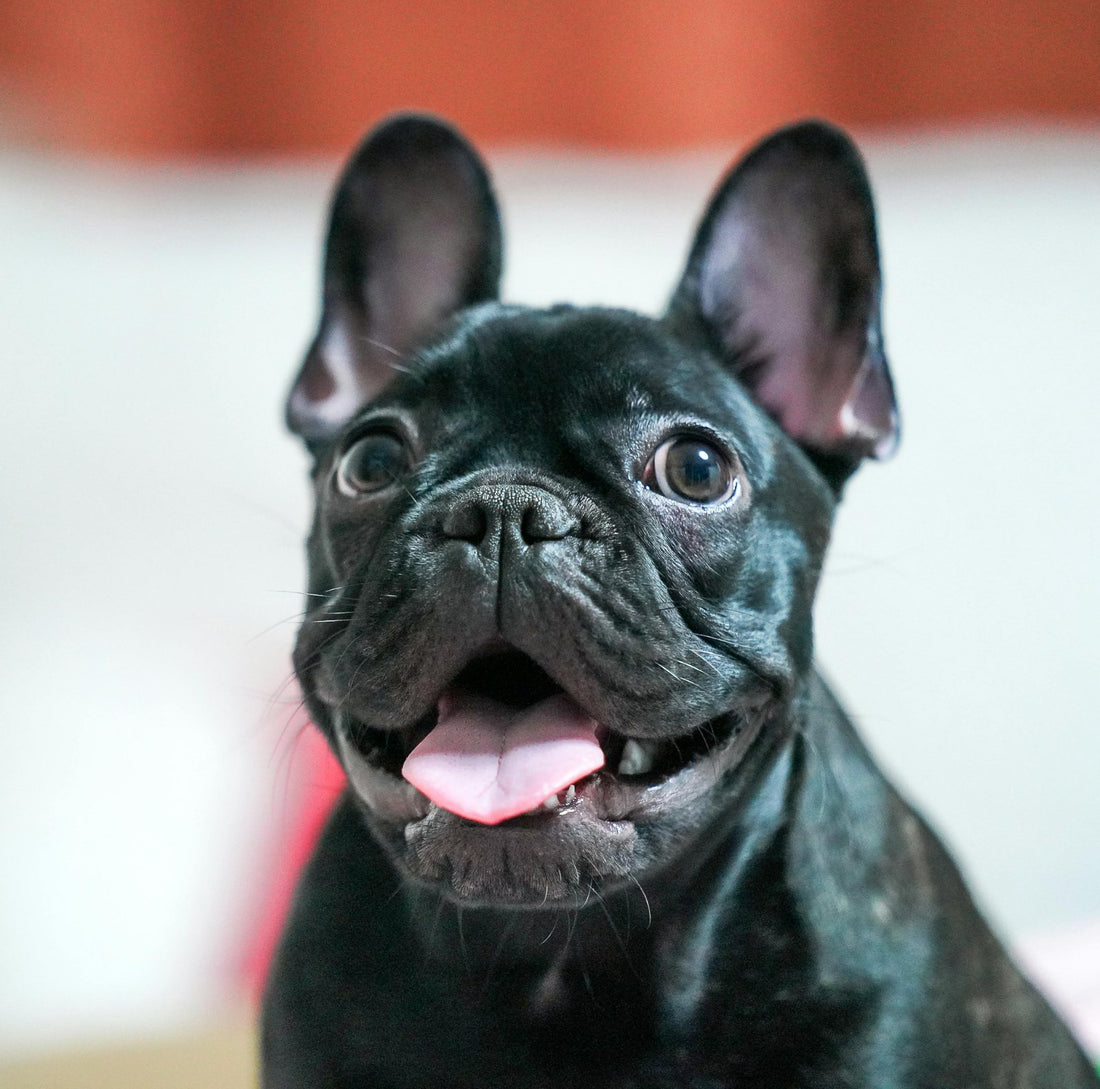 WrinkleWag bulldog