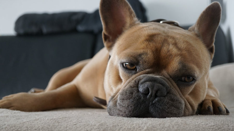 For French Bulldog