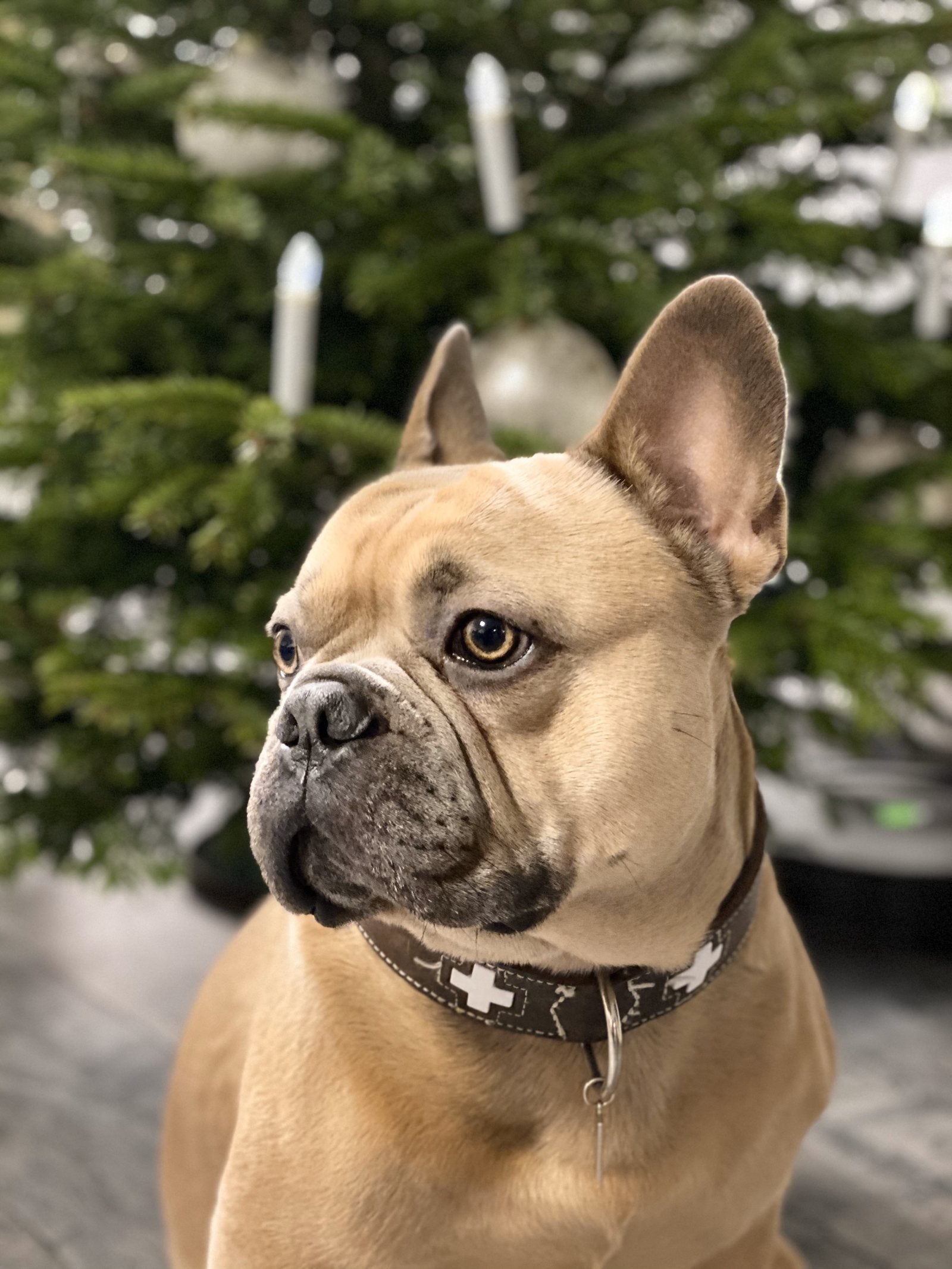 WrinkleWag bulldog