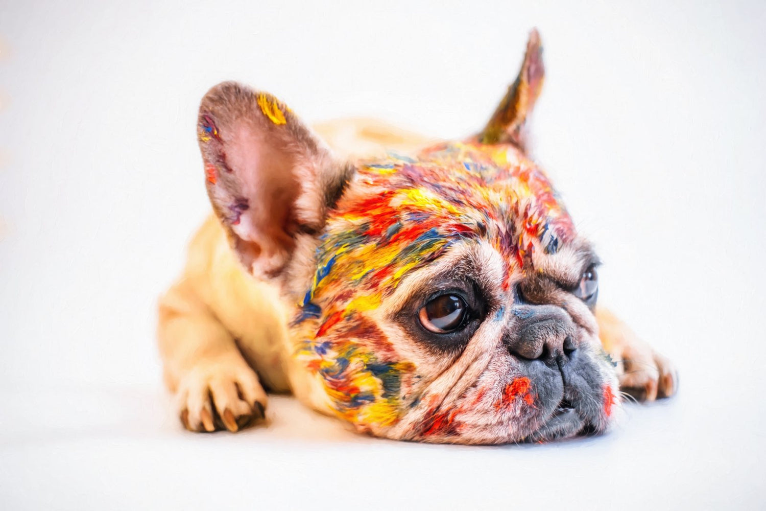 WrinkleWag bulldog